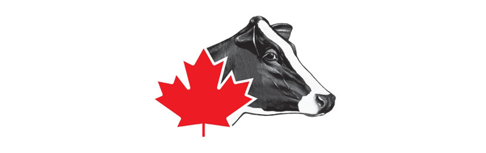 holstein