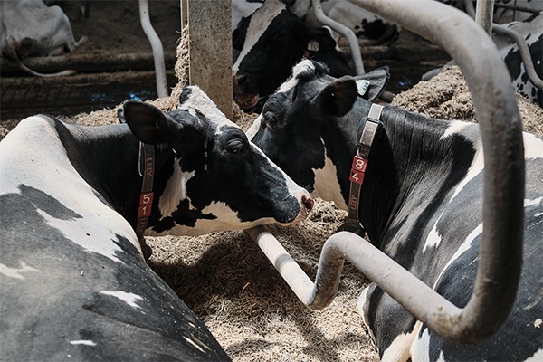 Cow Comfort