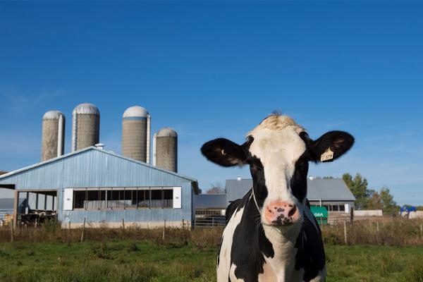 A Canadian dairy cow