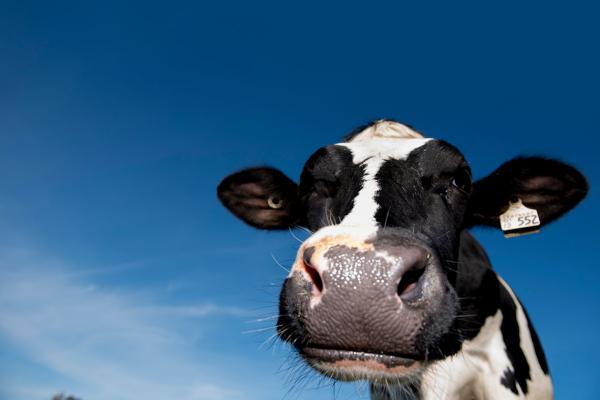 A Canadian dairy cow