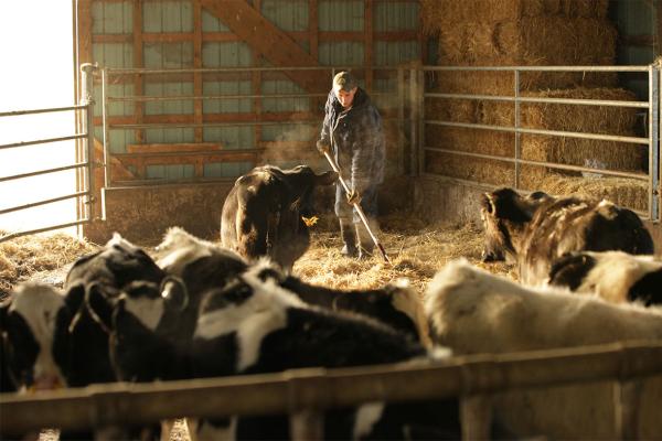 Dairy cows