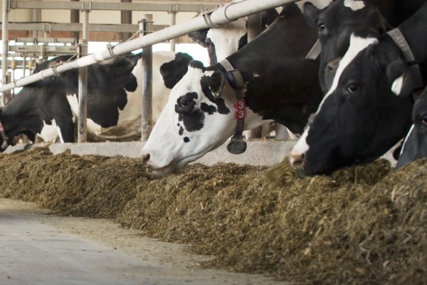 cows eating