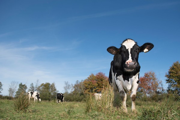 Dairy cows in a pasture in Canada