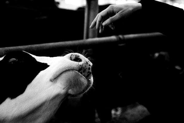 Effects of pasteurization on the nutritional value of milk