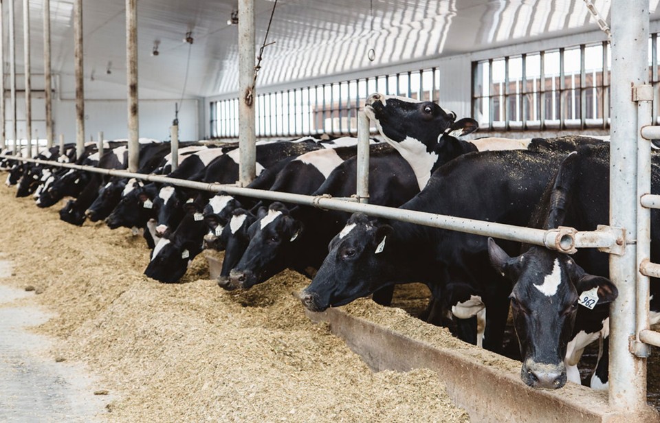 Dairy cows in a free-stall barn in Canada