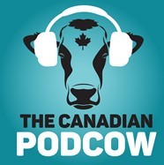 A cow face with headphones on