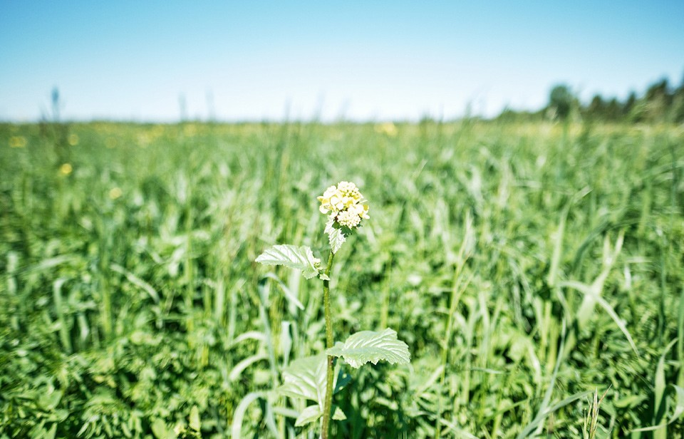 A field on a Canadian dairy farm