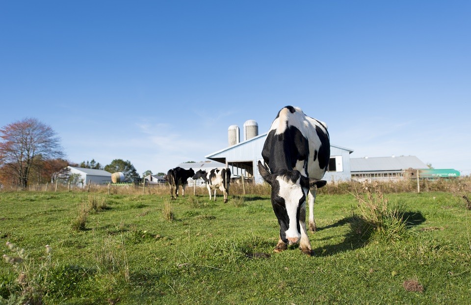 A herd of Canadian dairy cows 