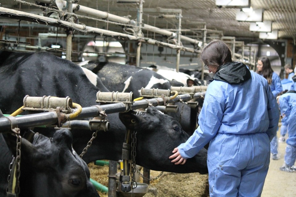 Petting a cow on a farm visit 
