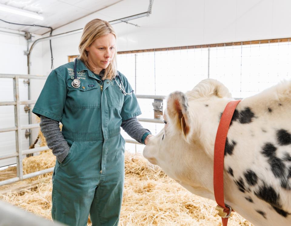 vet cows