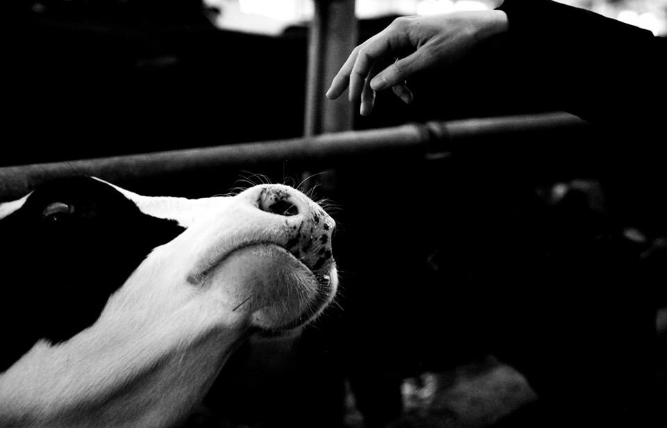 Effects of pasteurization on the nutritional value of milk