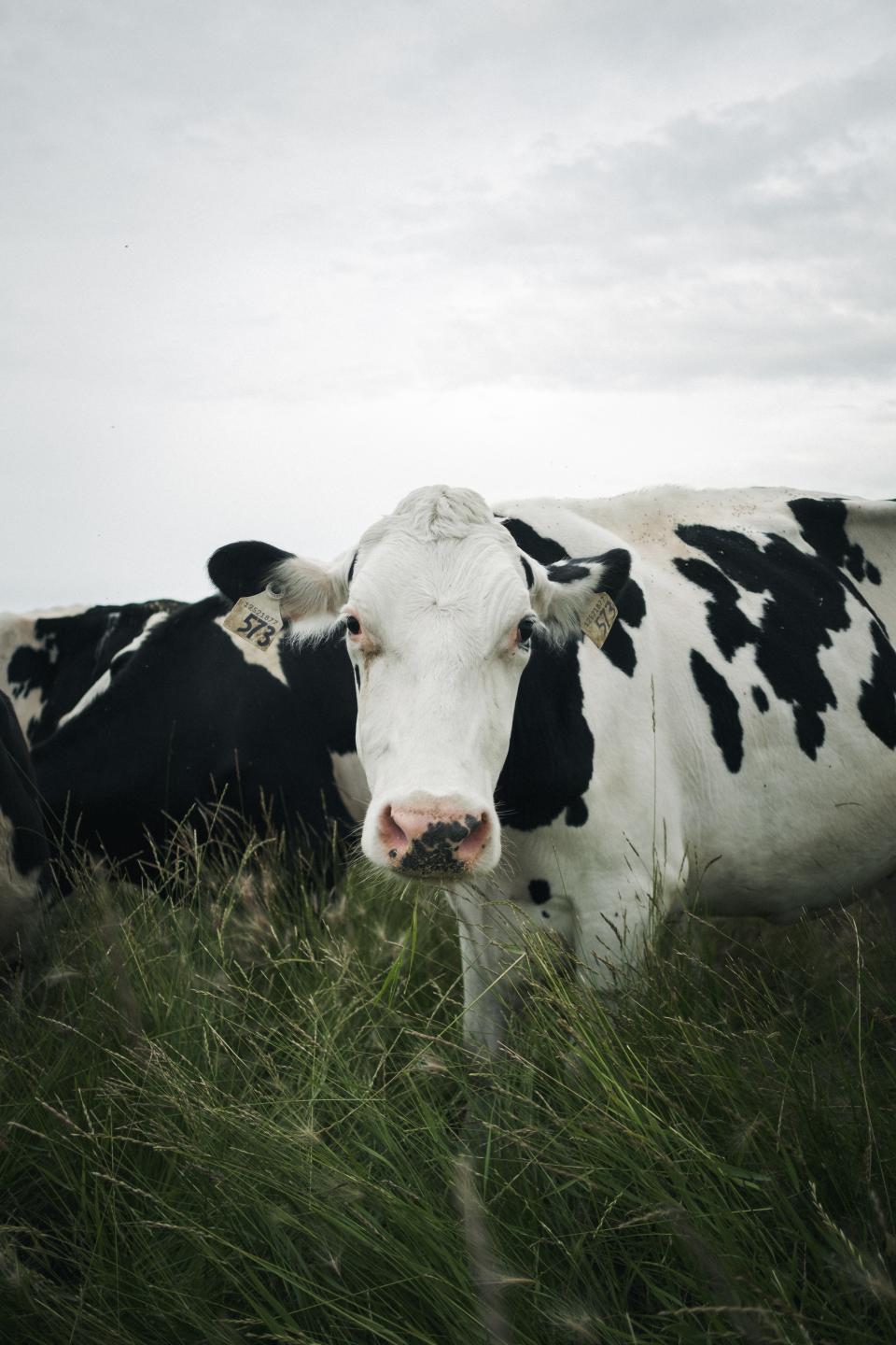 Cow in field