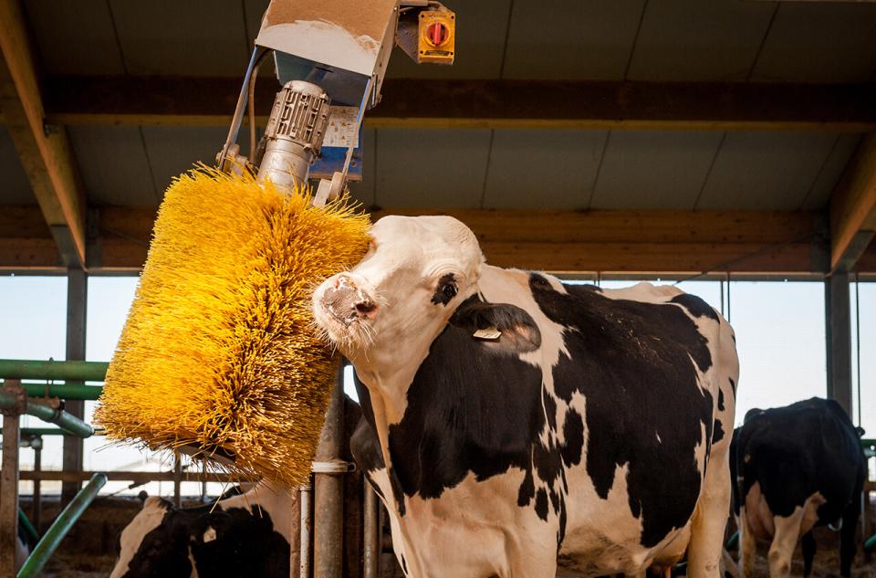 animal care cow brush