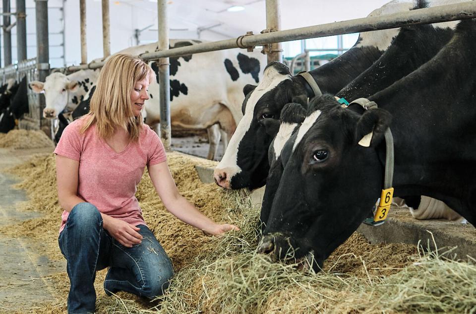 Animal Care Feeding Cow