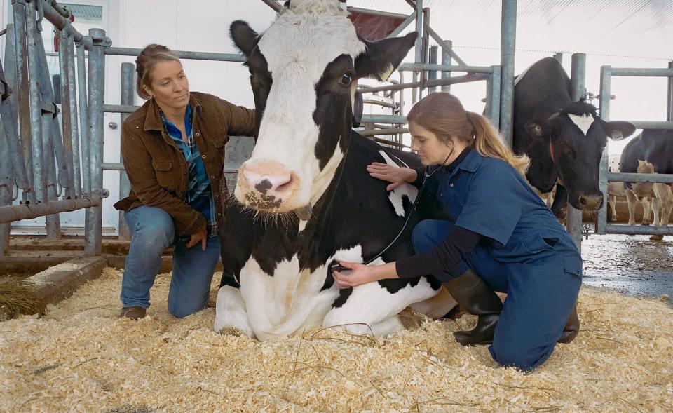 animal care