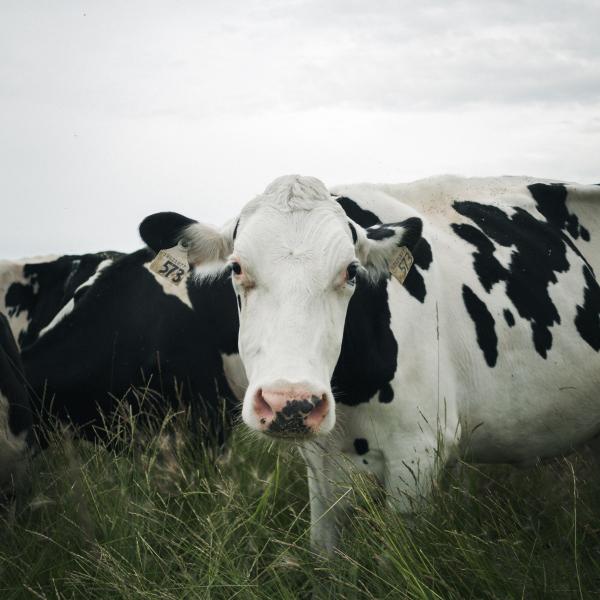 Cow in field